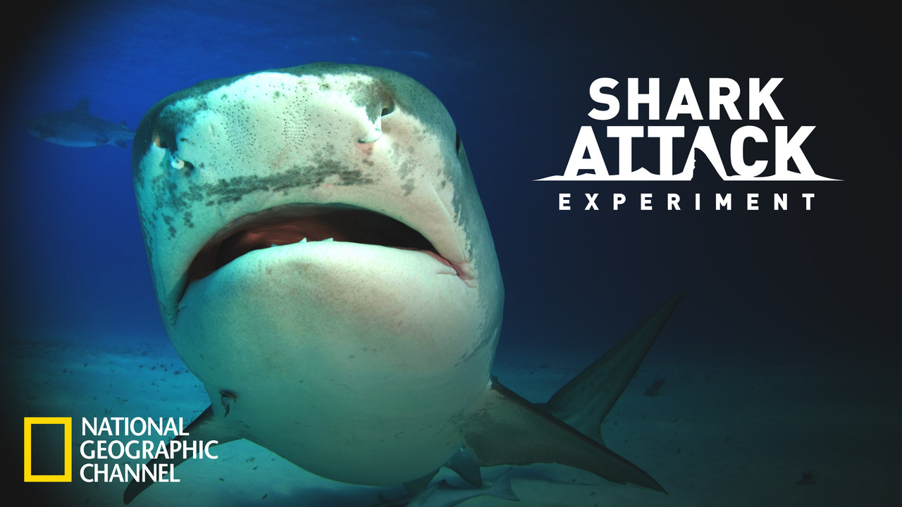 Shark Attack Experiment Live - 剧照