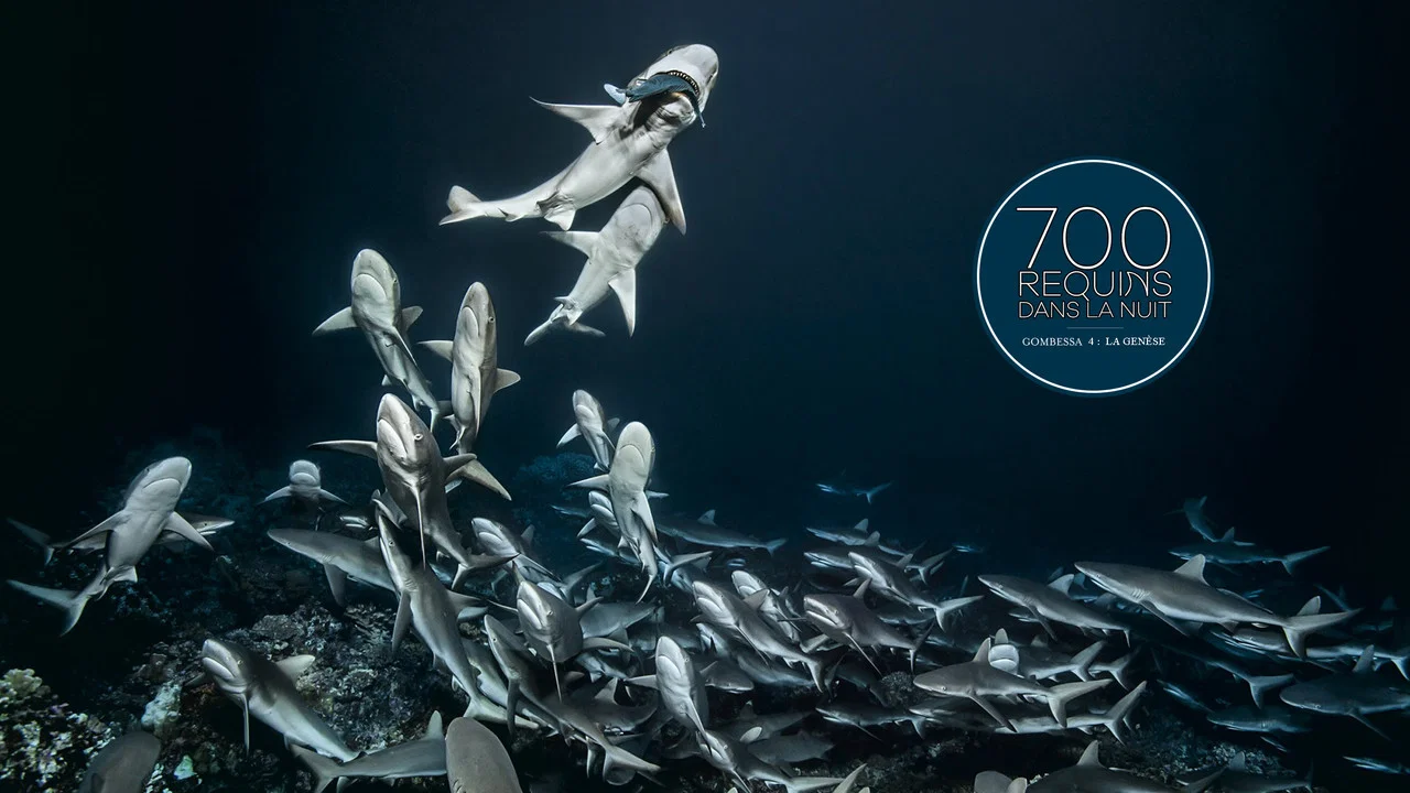 700 requins dans la nuit  (Gombessa 4, la gen&egrave;se) - 剧照