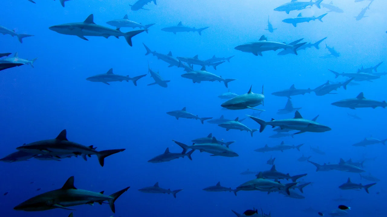 United Sharks of America - 剧照