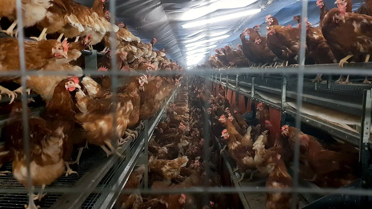Armes Huhn &ndash; armer Mensch - 剧照