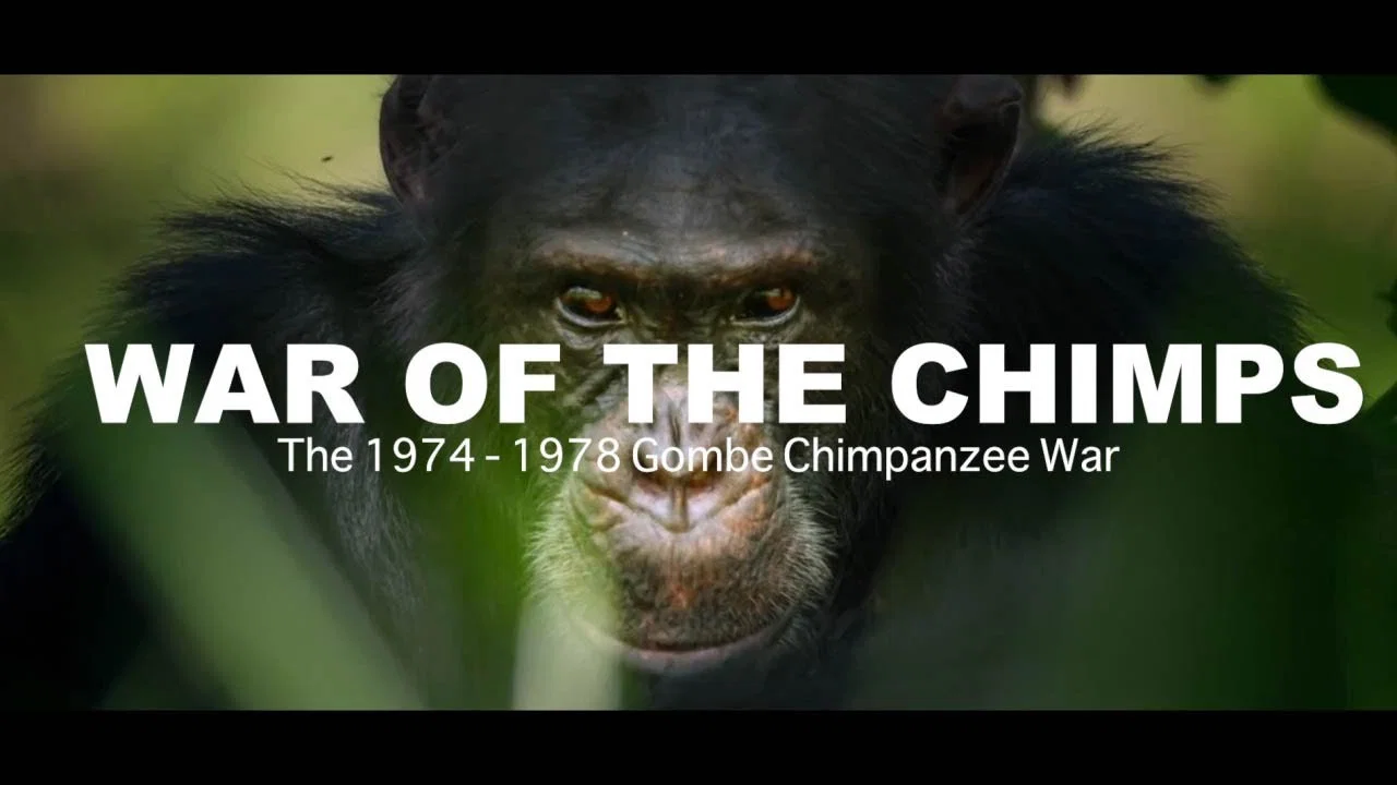 World War Chimp | The Brutal 1974 - 1978 Gombe Chimpanzee War: Documentary - 剧照