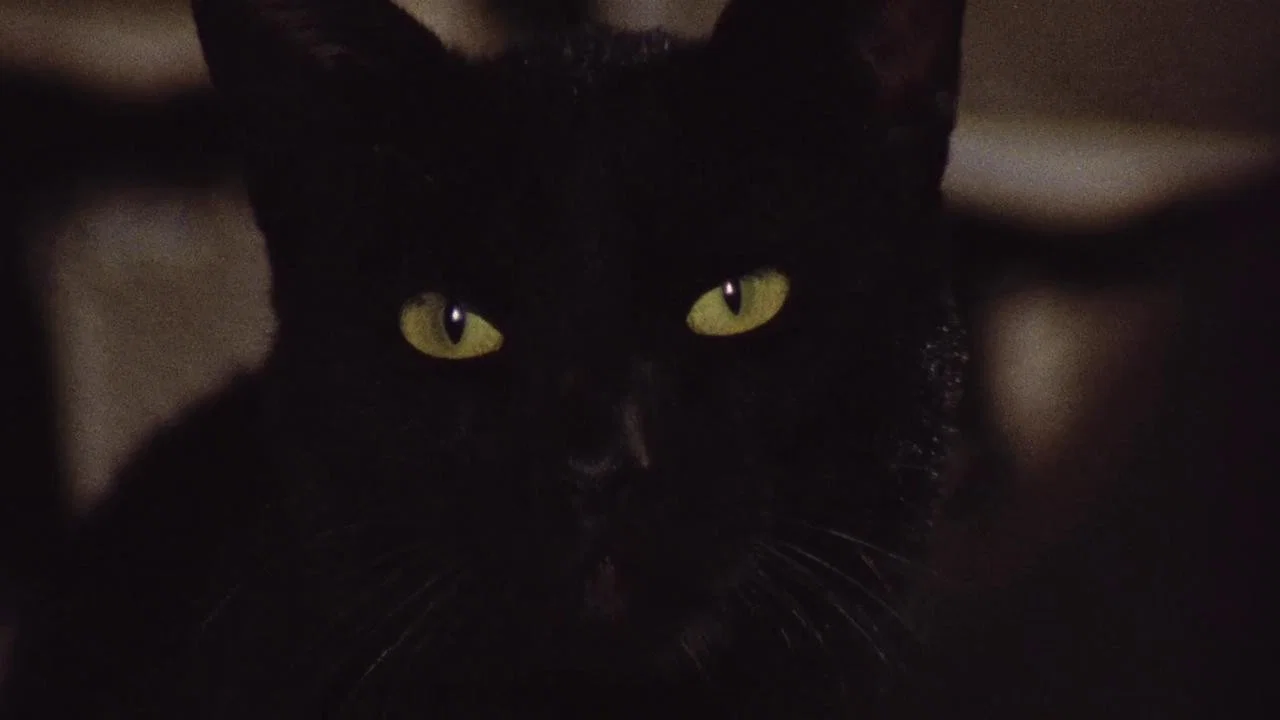 黑猫 - 剧照