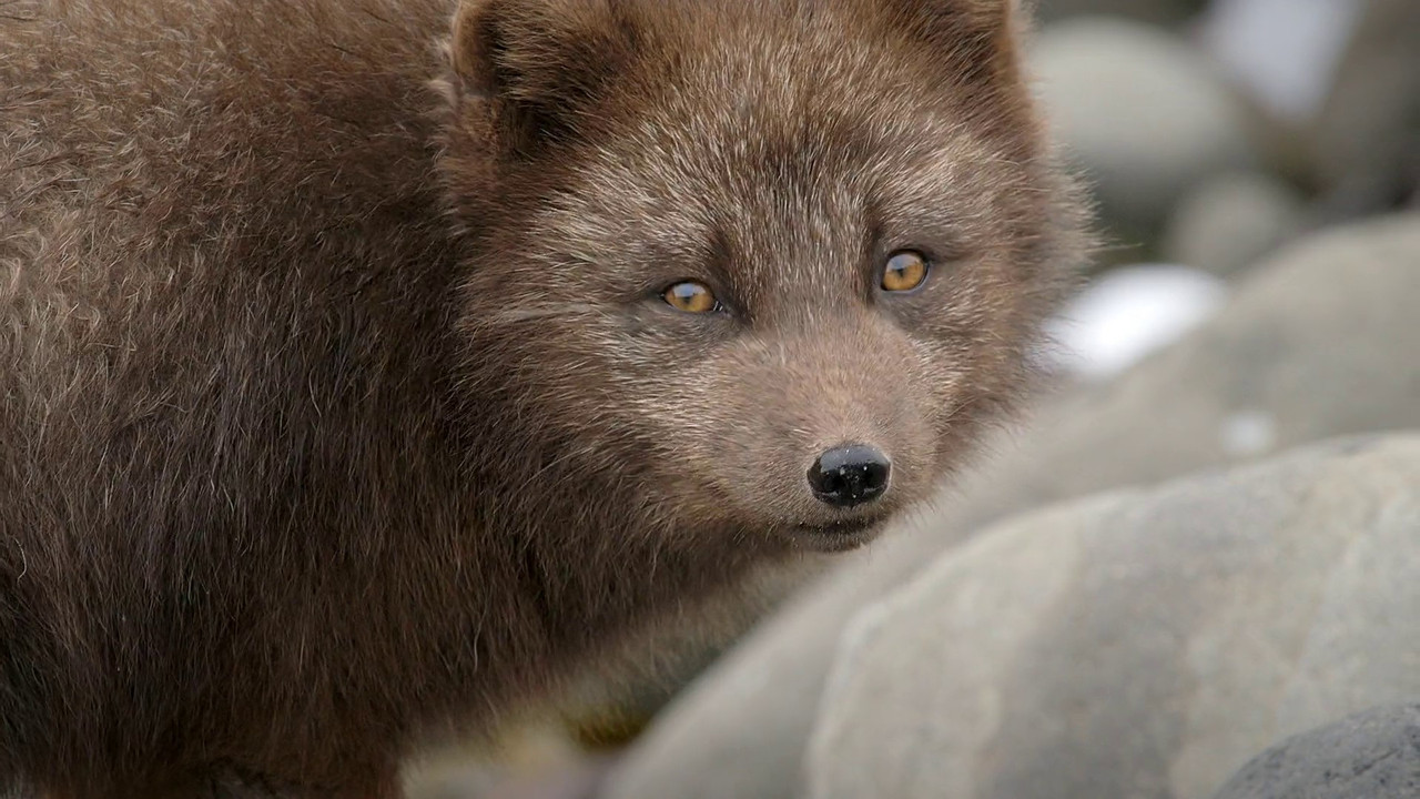 The Arctic Fox: Still Surviving - 剧照