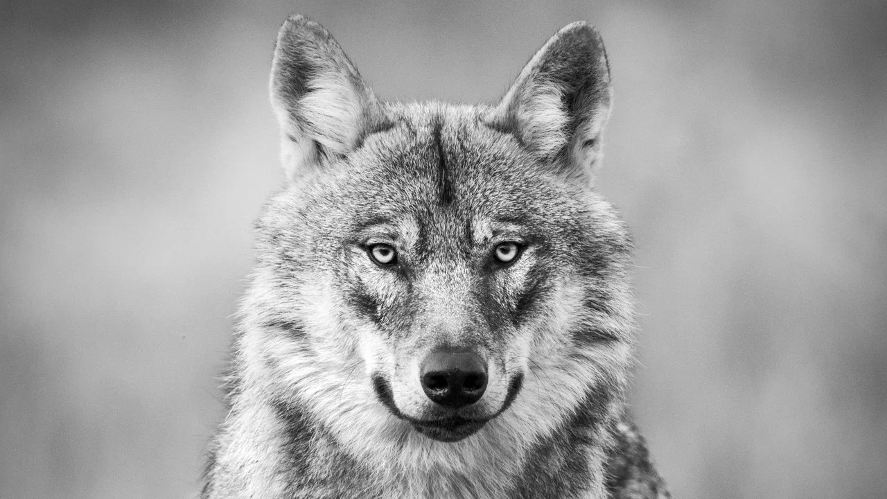 L'Aff&ucirc;t aux loups - 剧照