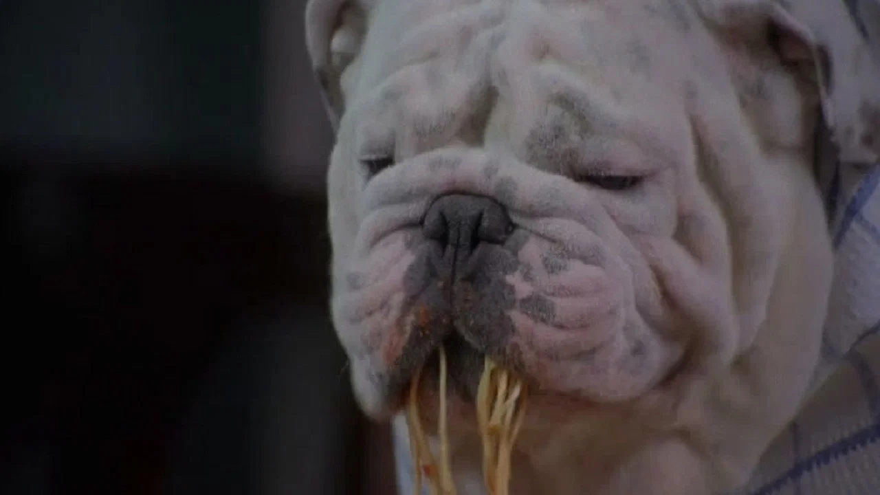 犬父 - 剧照