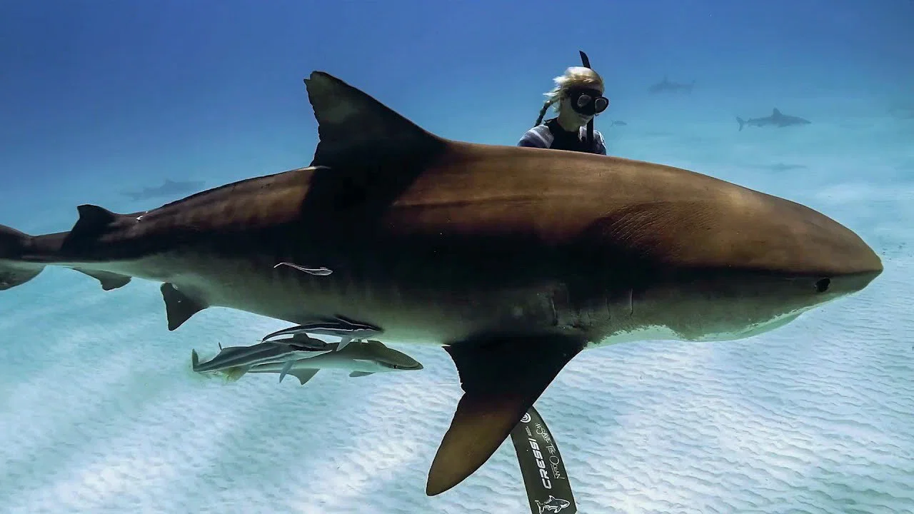 Saving Jaws - 剧照