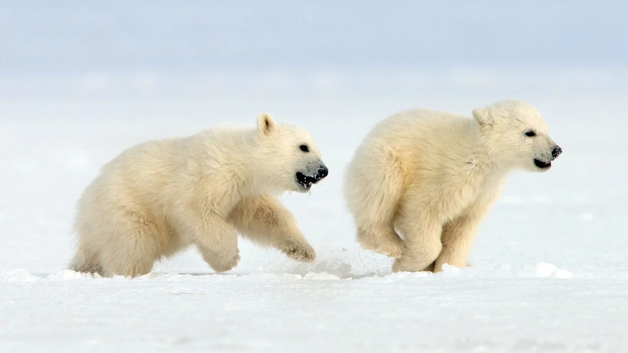 Snow Bears - 剧照