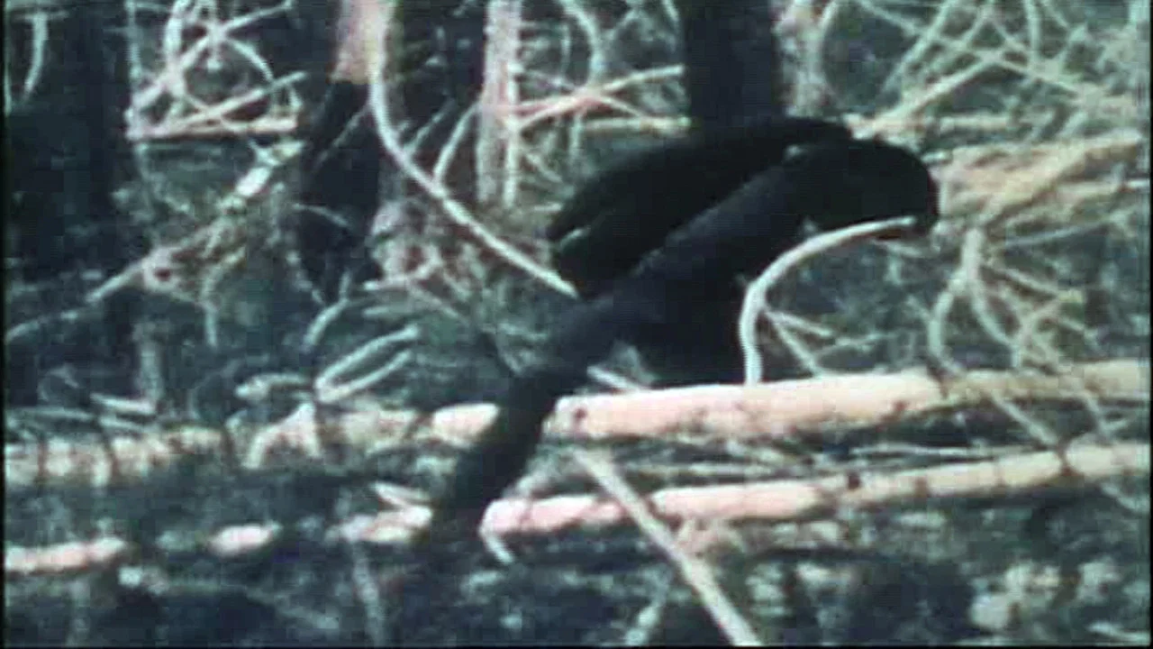 The Legend of Bigfoot - 剧照