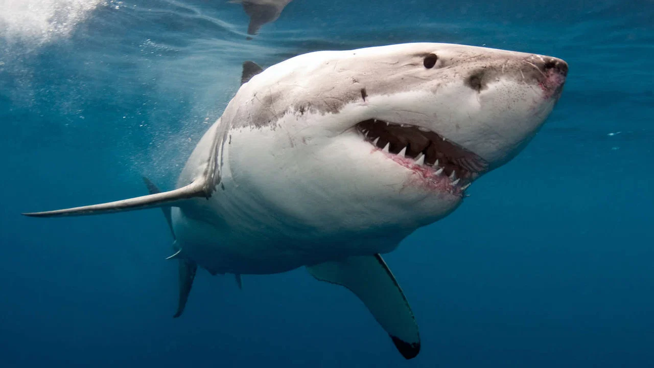 The Search for the Ocean's Super Predator - 剧照