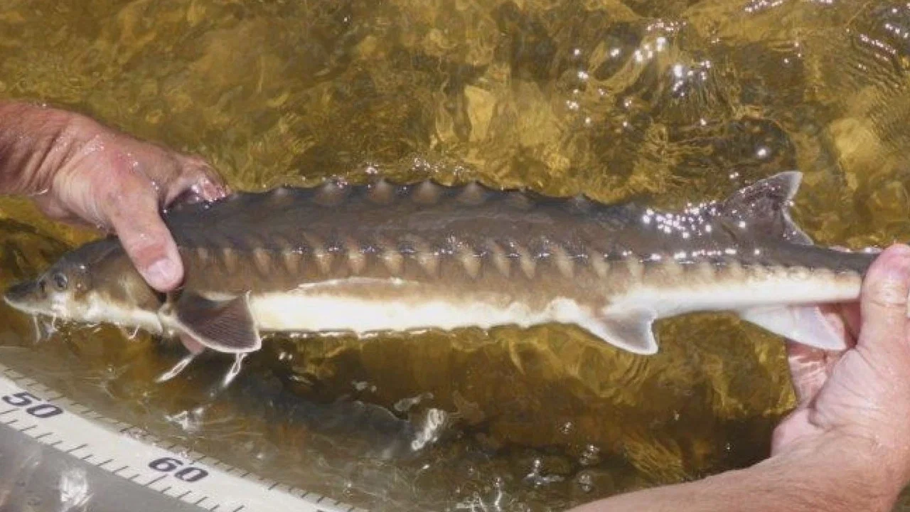 Billion Dollar Fish - 剧照