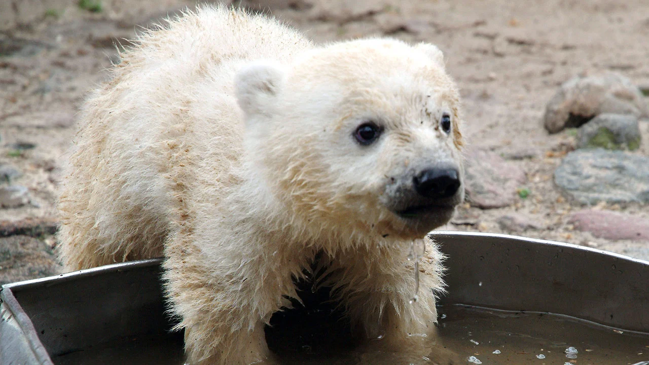 Knut - Aus der Kinderstube eines Eisb&auml;ren - 剧照