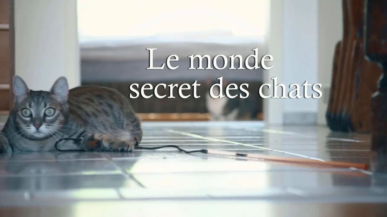 Das geheime Wesen der Katzen - 剧照
