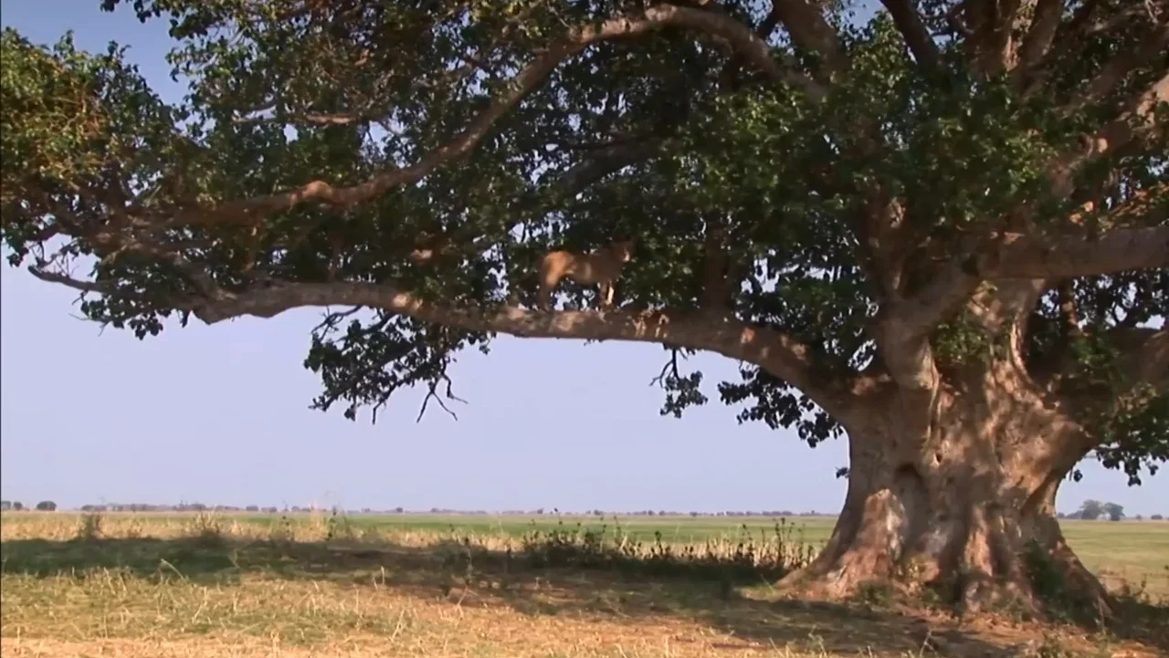 The Lion Tree - 剧照