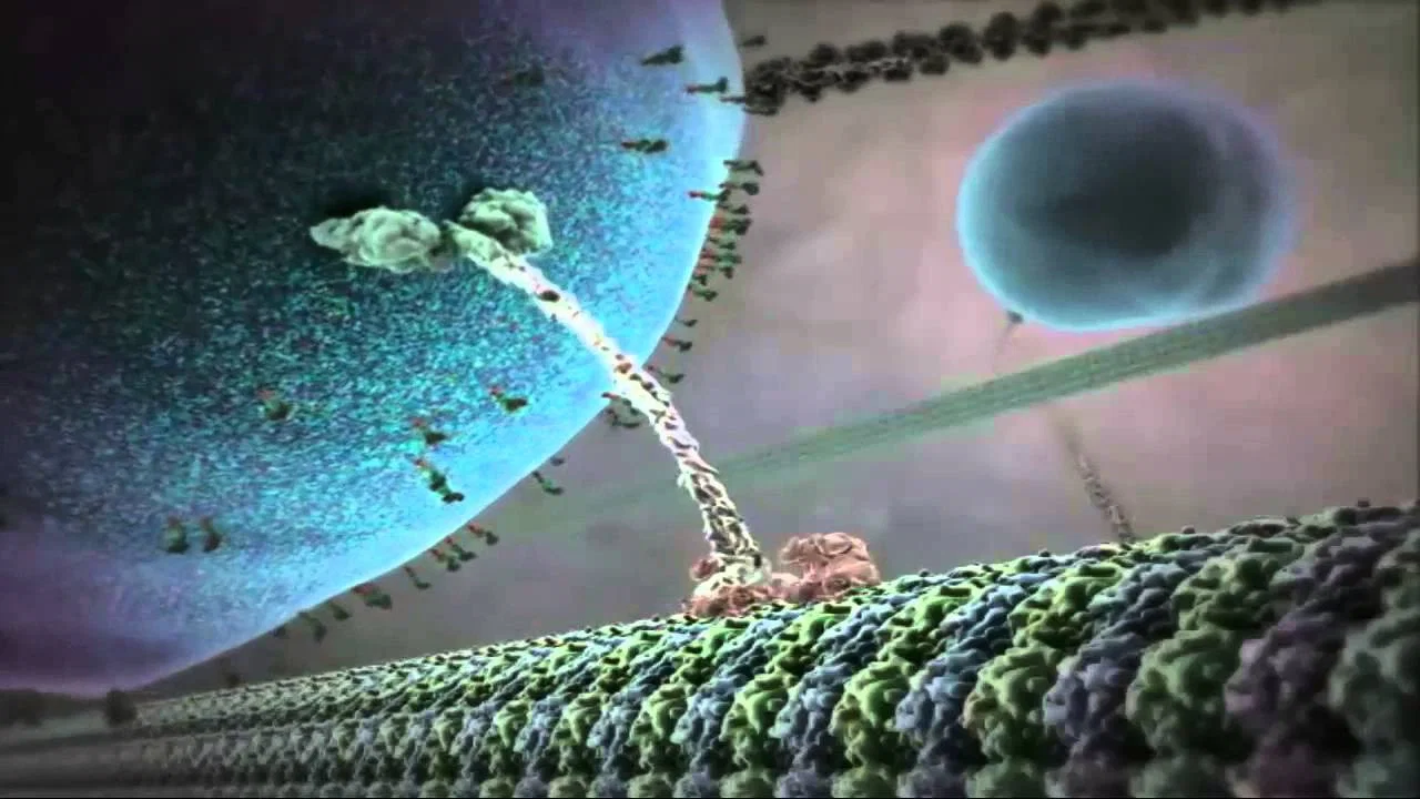 The Inner Life of the Cell - 剧照