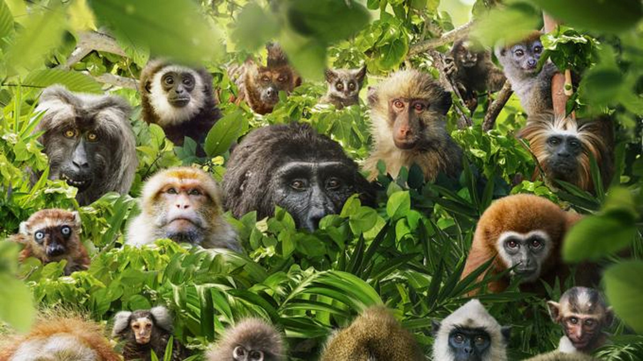 Dans le secret des primates - 剧照