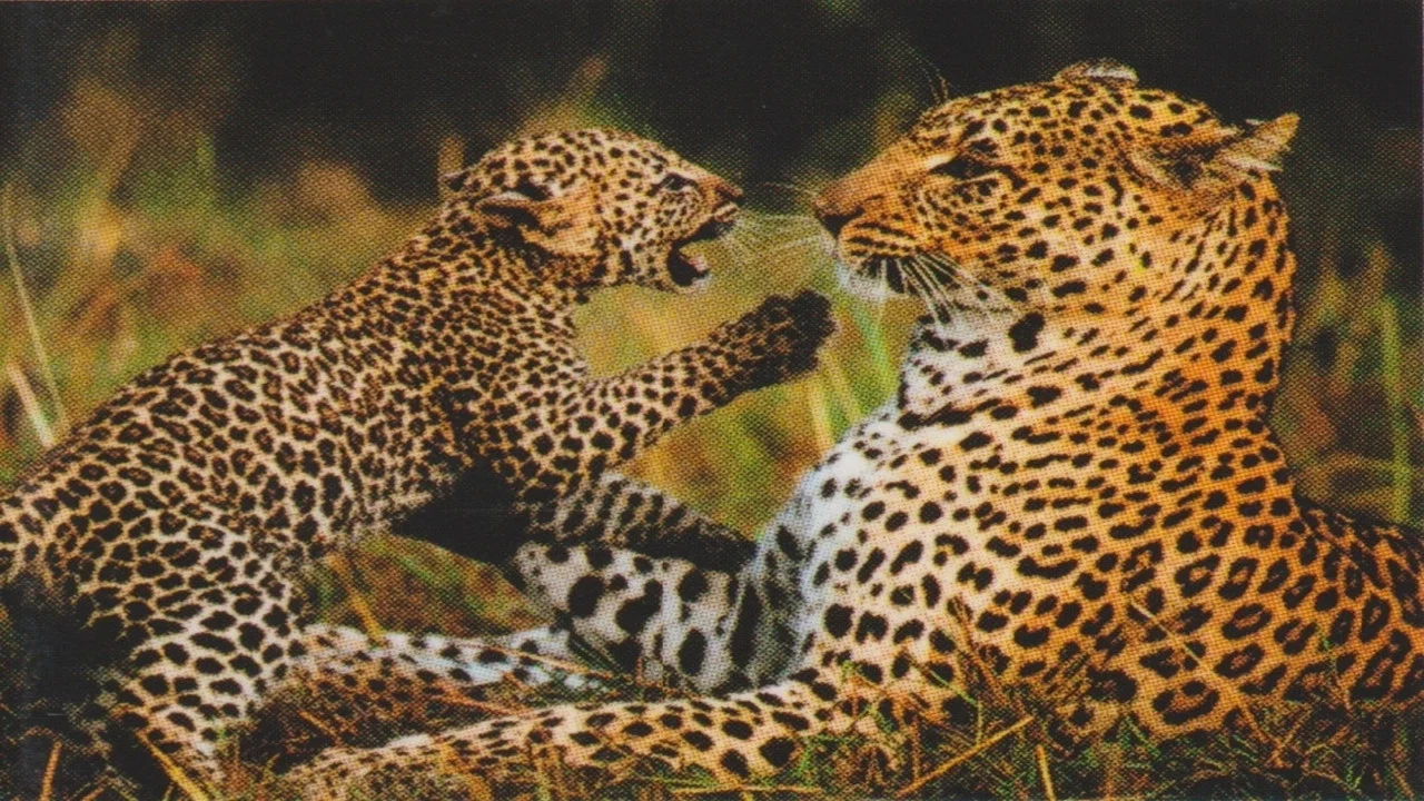Natural Killers Predators Close Up: Kalahari Supercat - 剧照