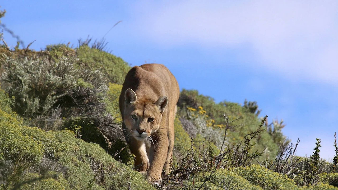 Puma: Lion of the Andes - 剧照