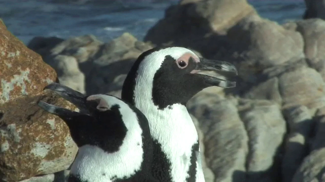 The African Penguin - 剧照