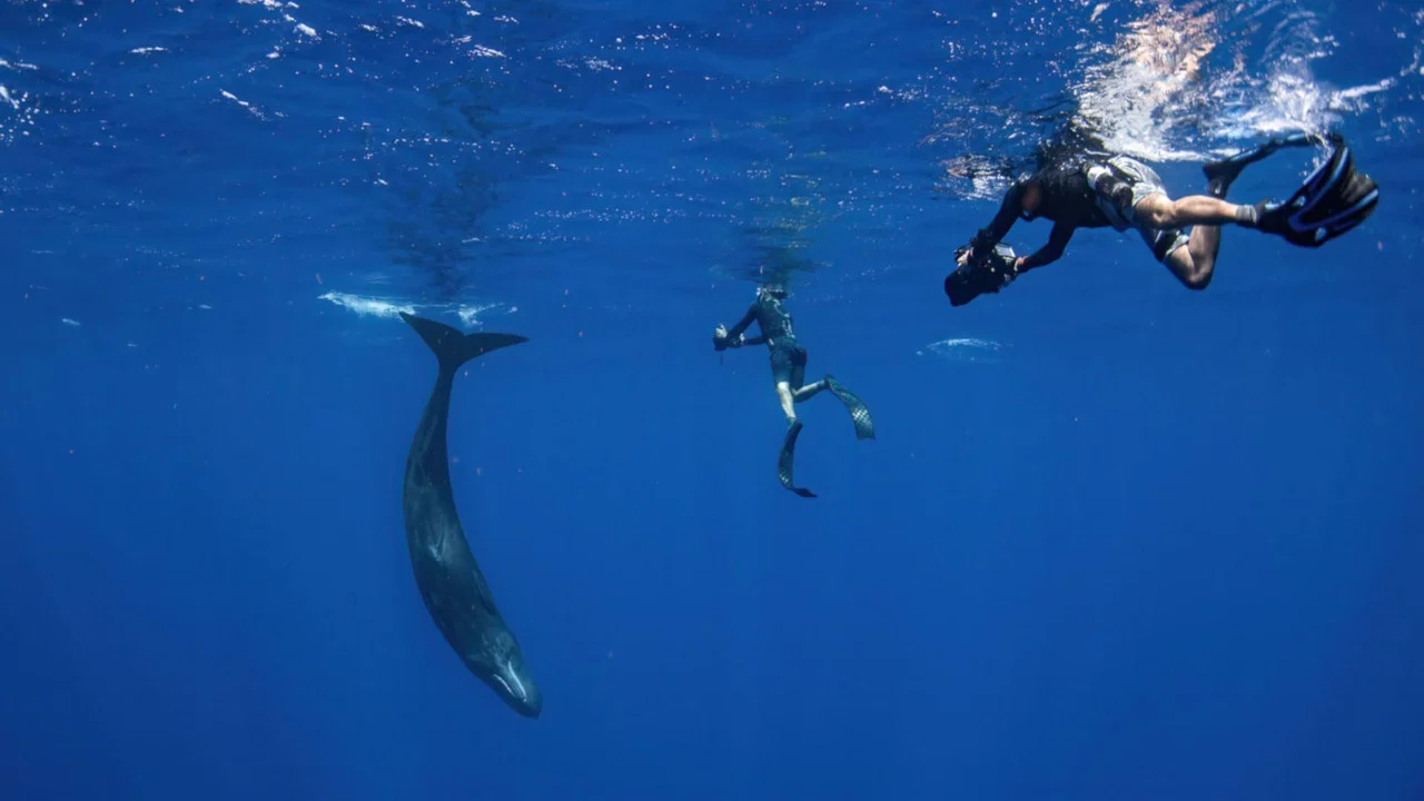 Patrick and the Whale - 剧照