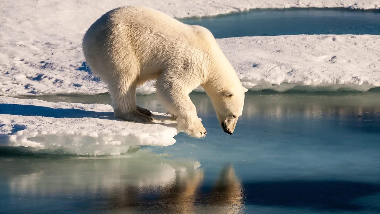Polar Bears - 剧照