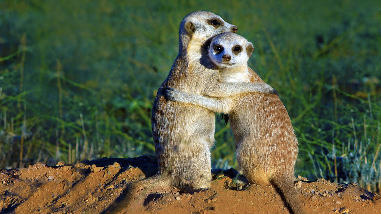 Clan of the Meerkat - 剧照