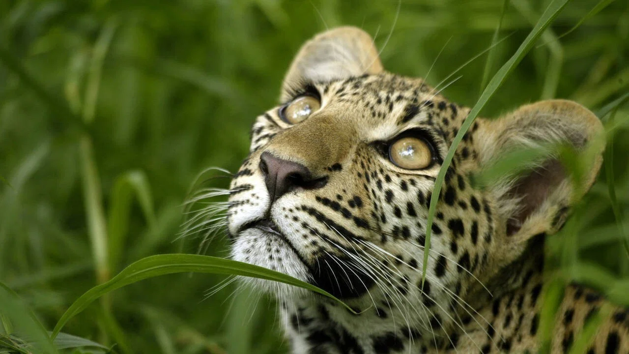 Eye of the Leopard - 剧照