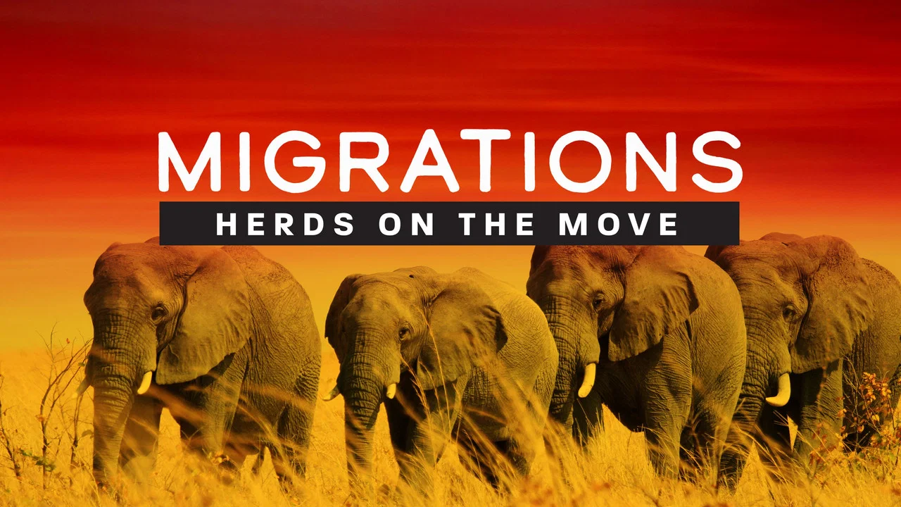 Migrations: Herds on the Move - 剧照