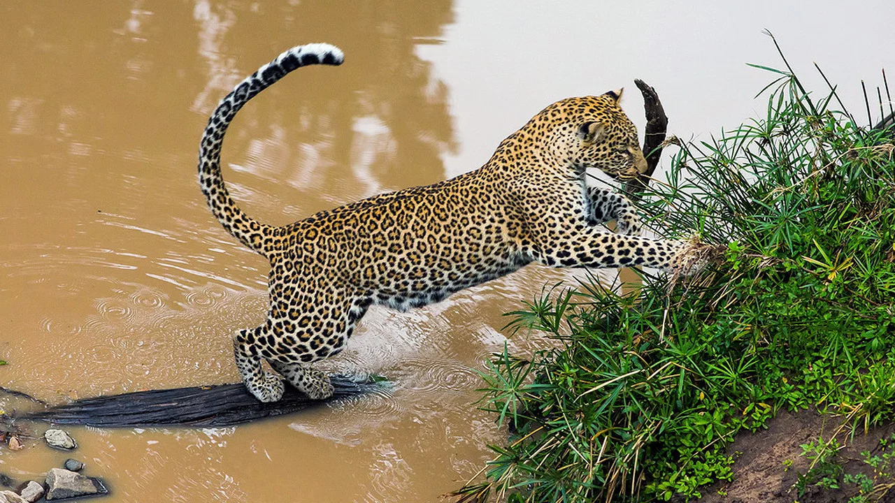 Die Leopardin - 剧照