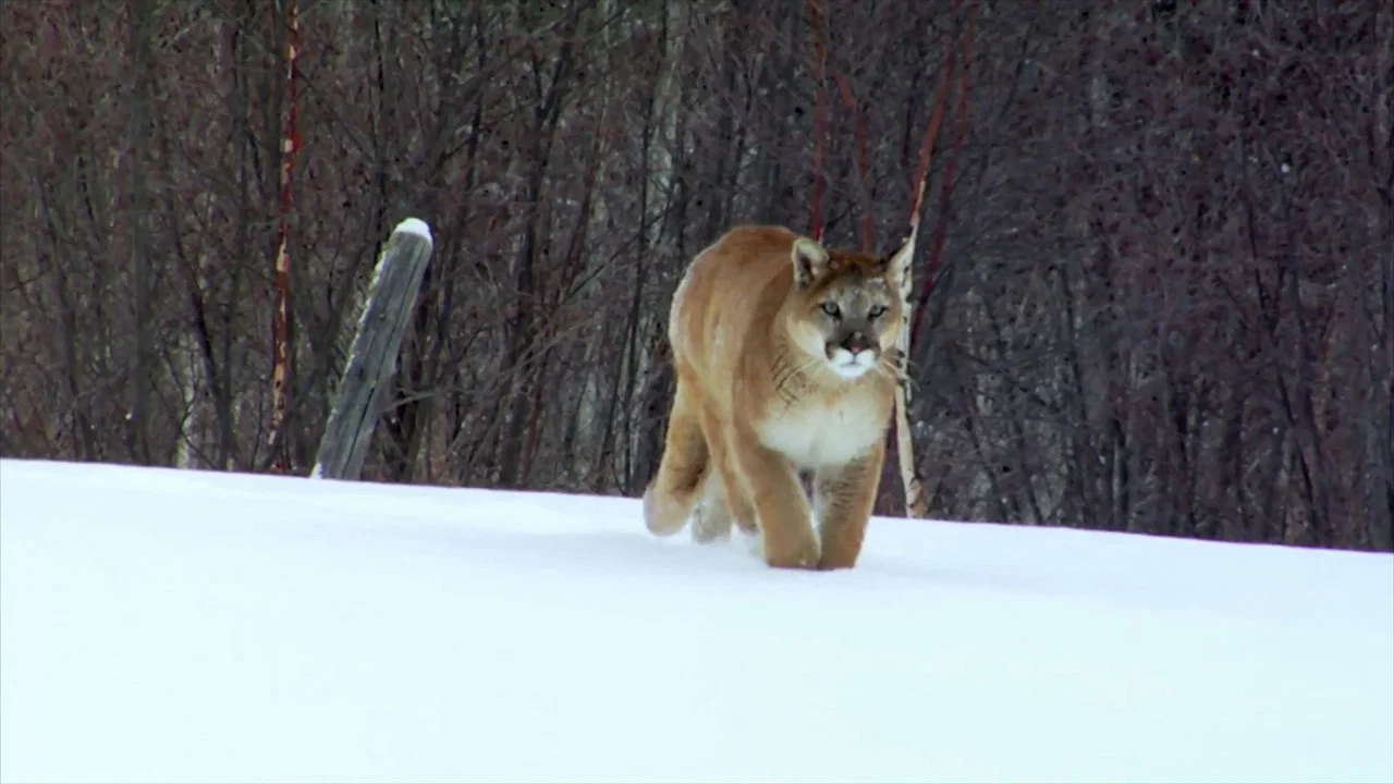 Puma, le fant&ocirc;me du G&eacute;vaudan - 剧照