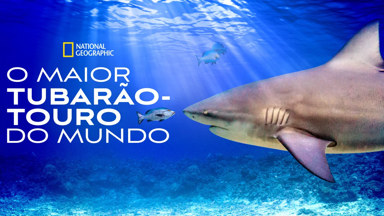 World's Biggest Bull Shark? - 剧照