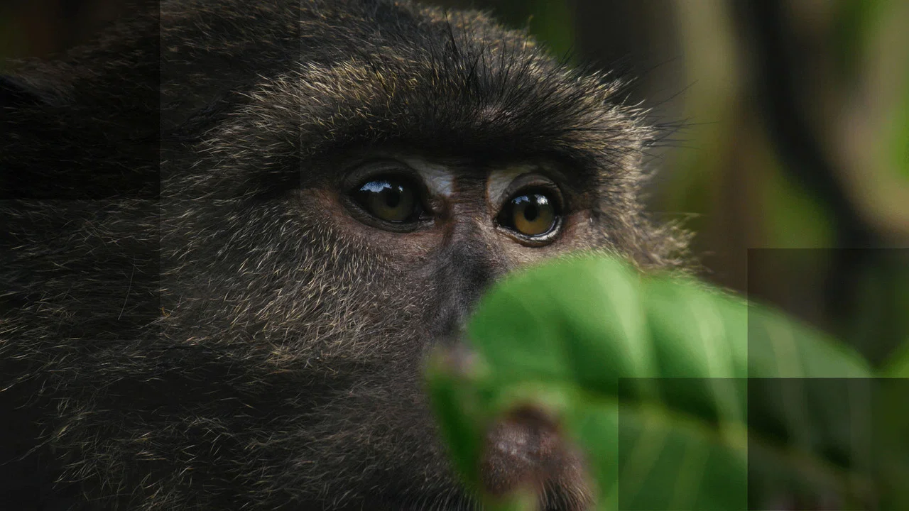 Nicobar Islands: A Monkey's Long Tale - 剧照