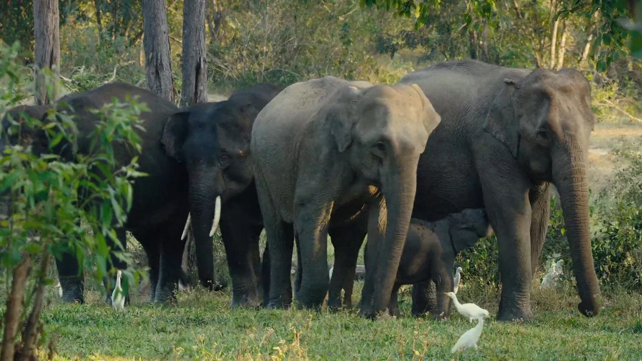 Kui Buri: Thailand's Hidden Eden - 剧照