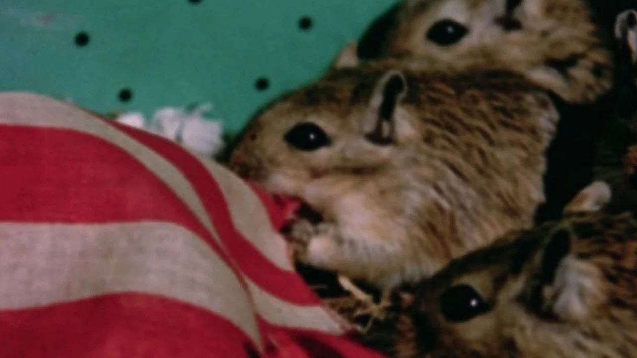 Rat Life and Diet in North America - 剧照
