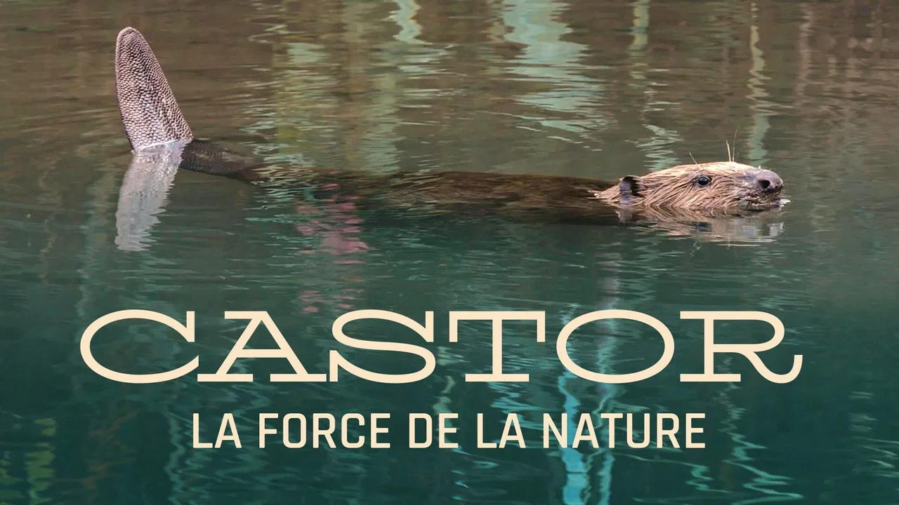 Castor, la force de la nature - 剧照