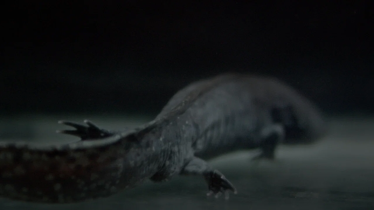 Axolotl - 剧照