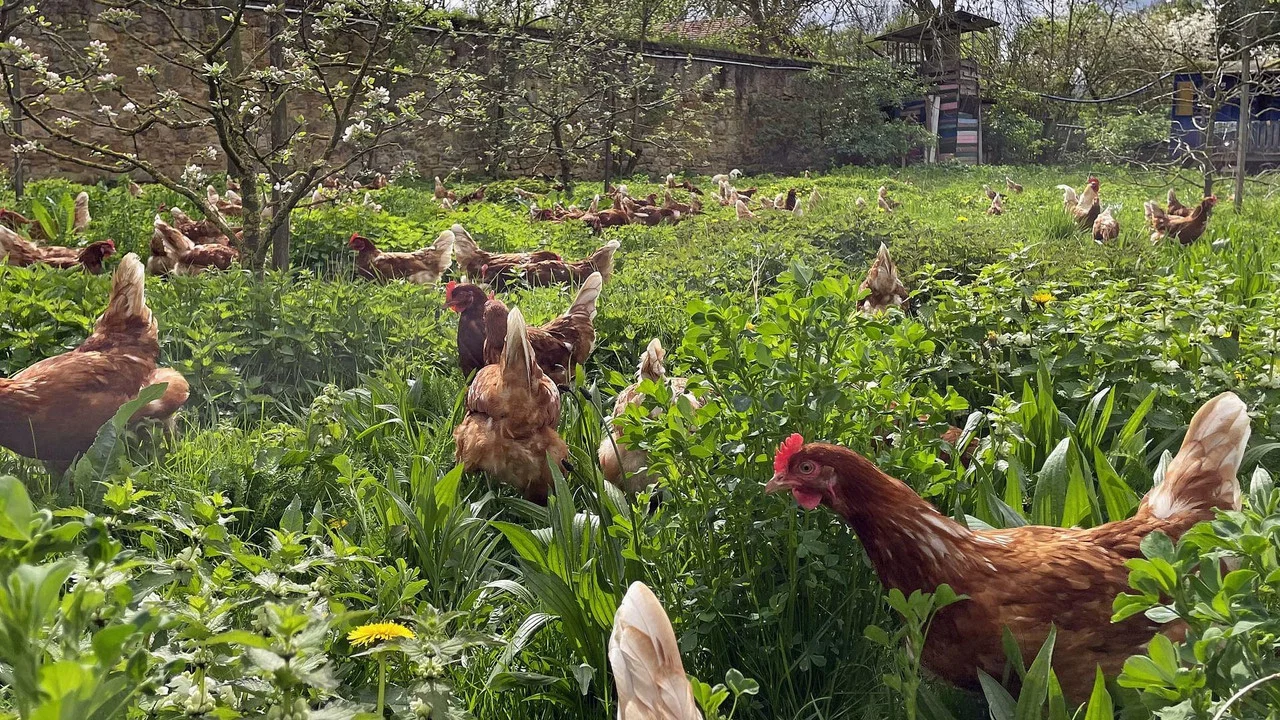 Die Bio-Revolution - Die Karriere der &ouml;kologischen Landwirtschaft - 剧照