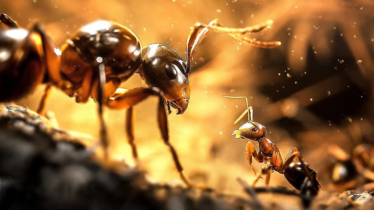 Le Royaume des fourmis - 剧照