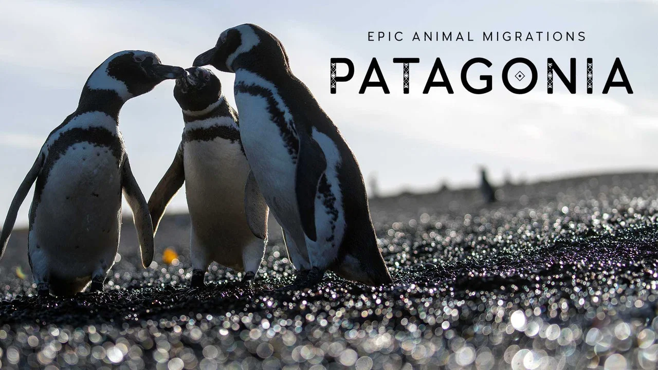 Epic Animal Migrations: Patagonia - 剧照