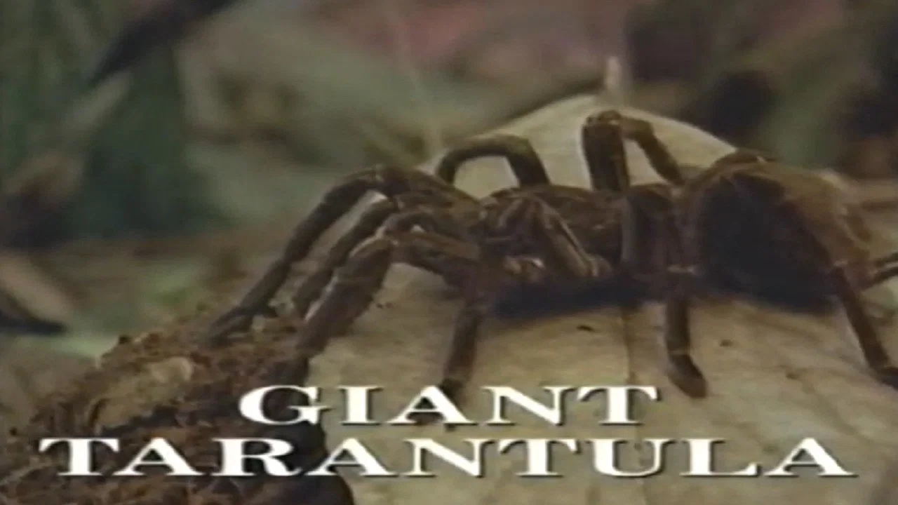 Predators of the Wild: Giant Tarantula - 剧照