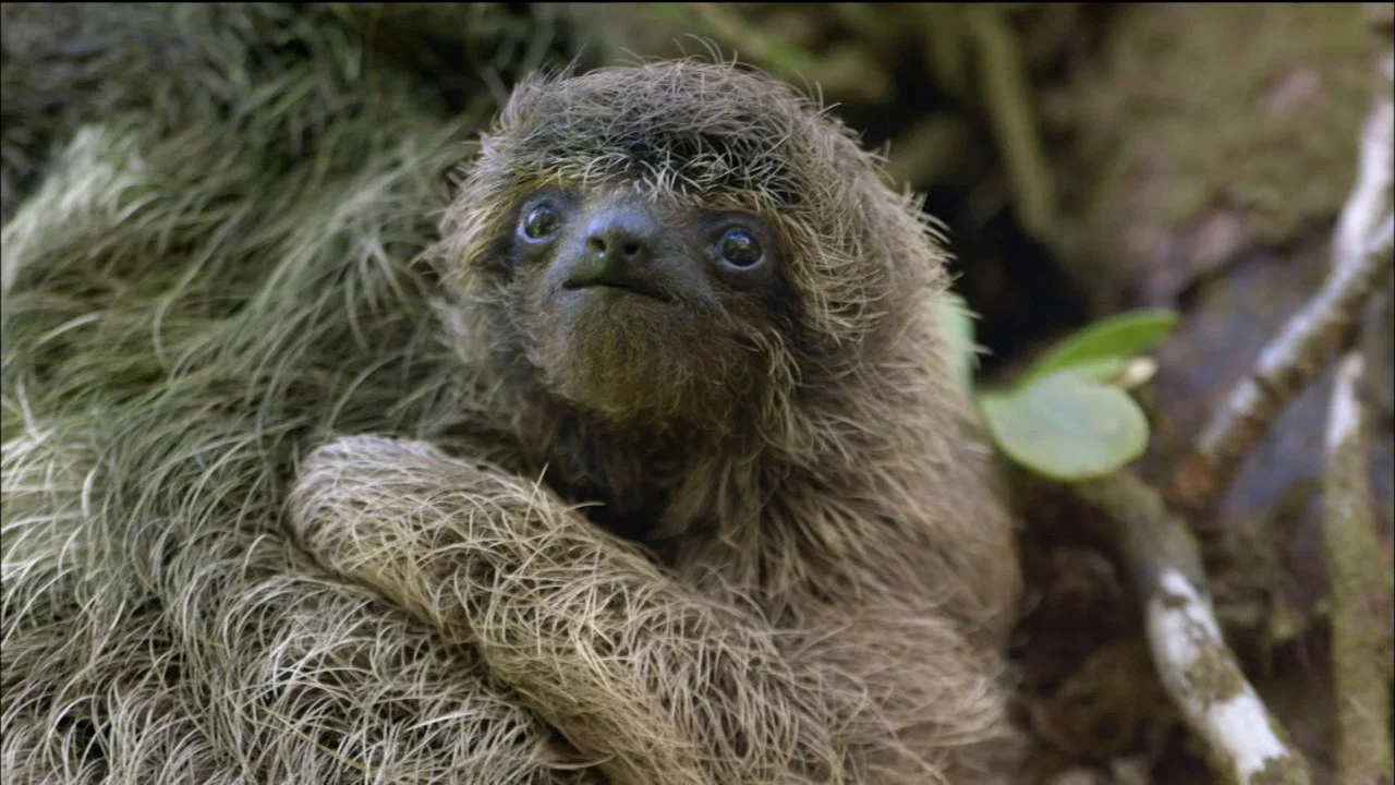 A Sloth Named Velcro - 剧照
