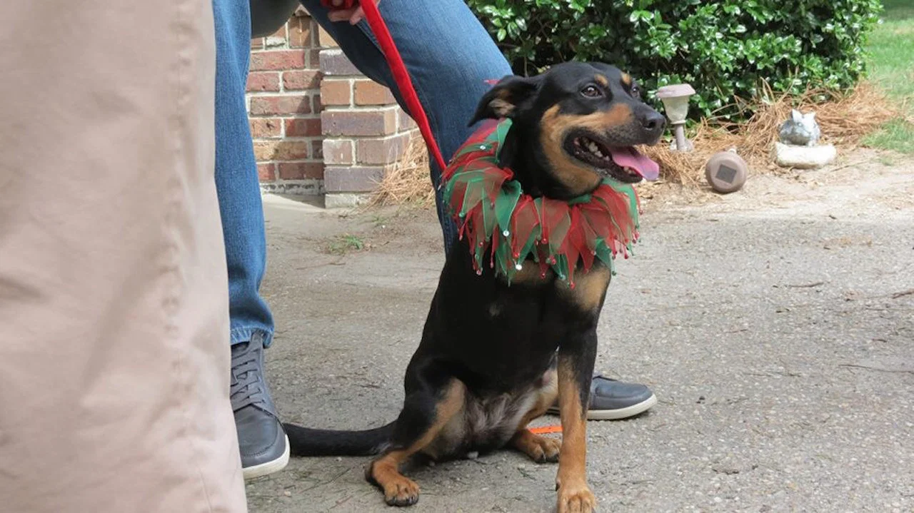 12 Dog Days Till Christmas - 剧照
