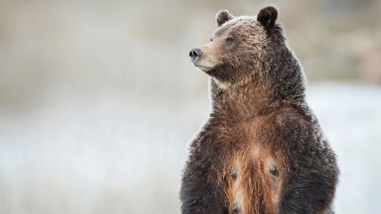 Grizzly 399: Queen of the Tetons - 剧照