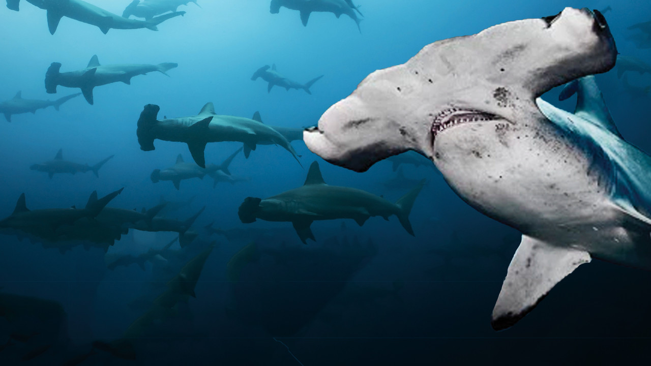 Galapagos Realm Of Giant Sharks - 剧照