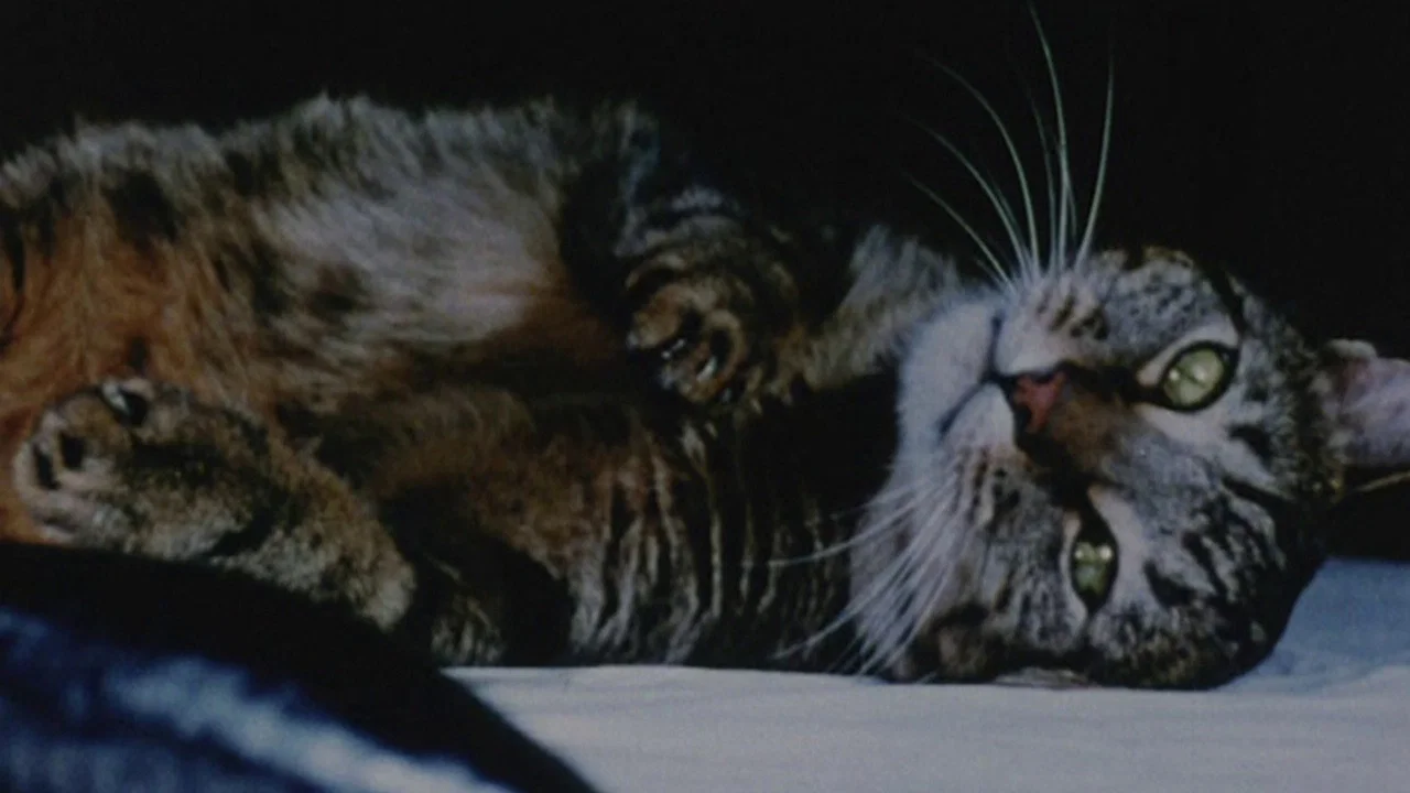 Cat Food - 剧照