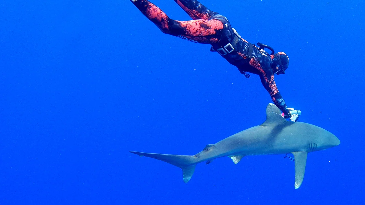 World's Most Dangerous Shark? - 剧照