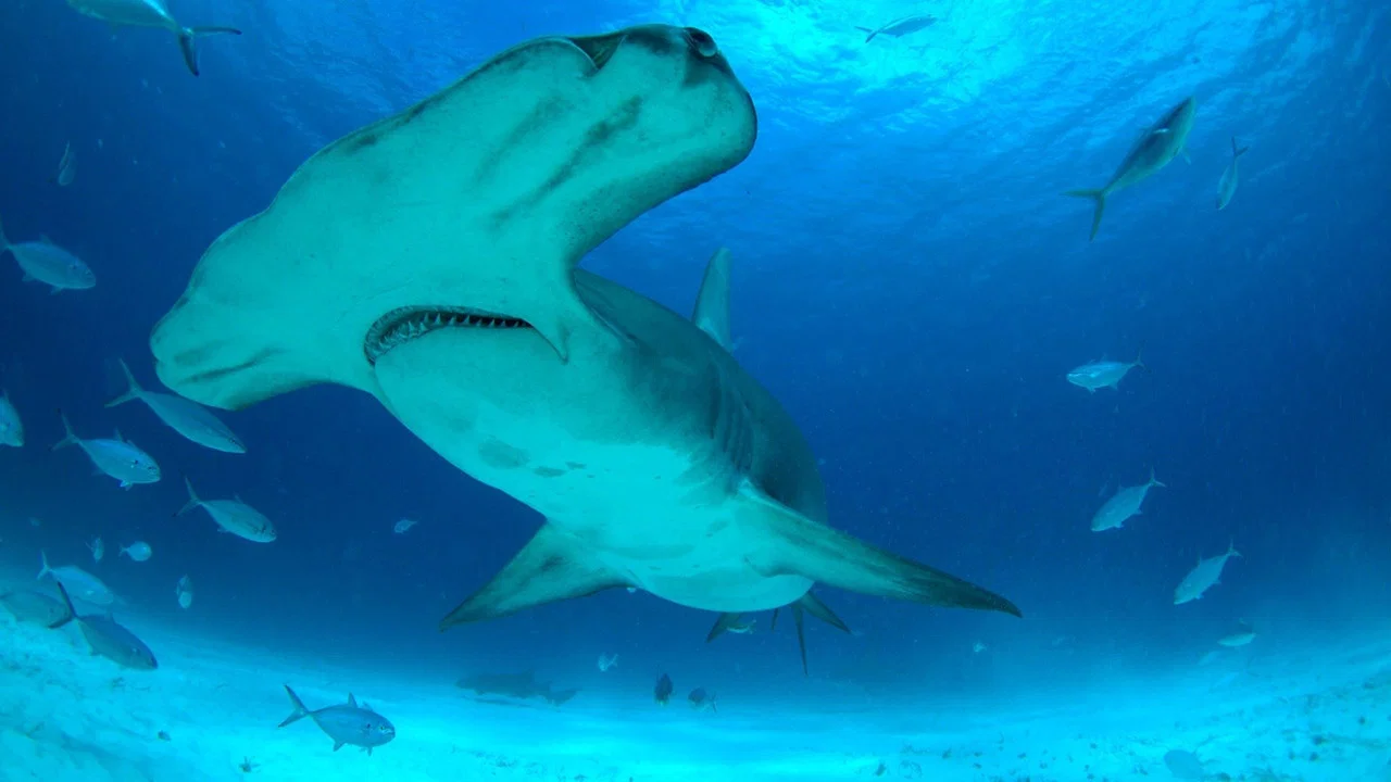 Mega Hammerhead - 剧照