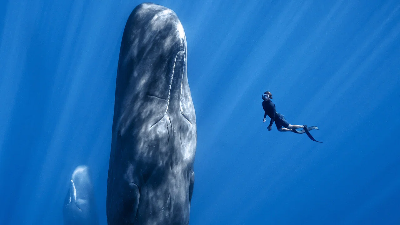 Patrick and the Whale - 剧照
