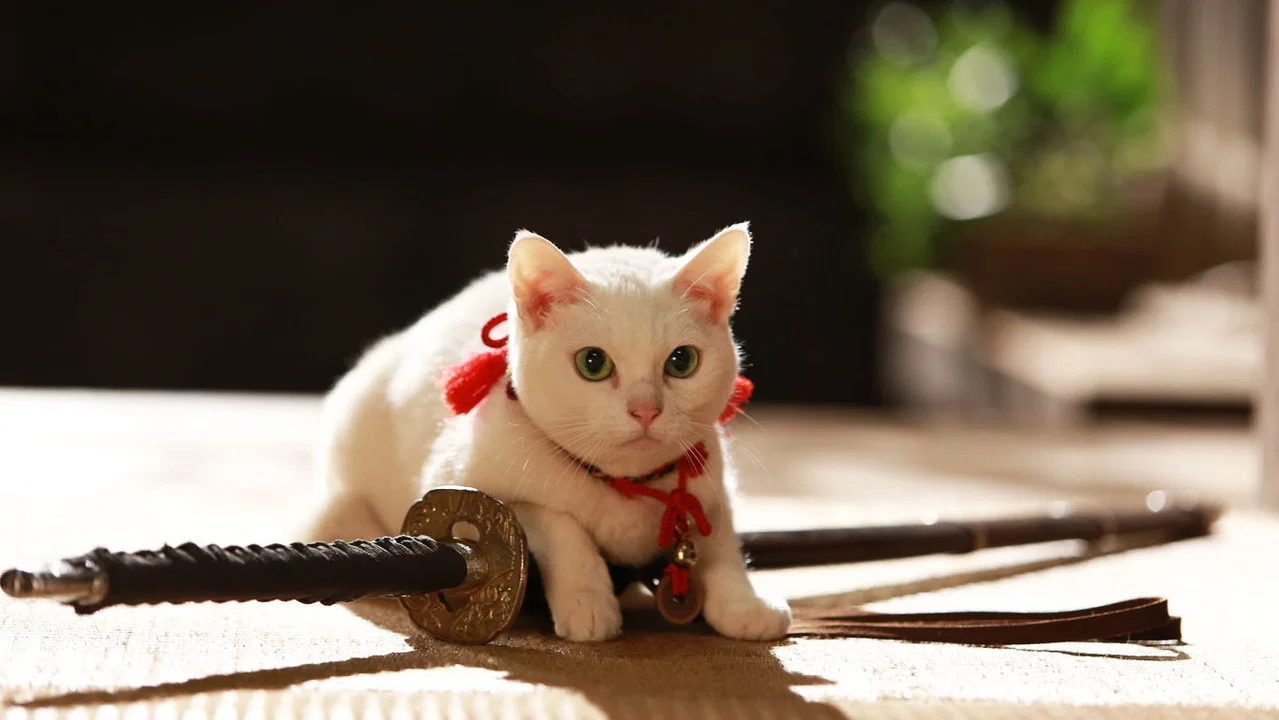 猫侍：前往南之岛 - 剧照