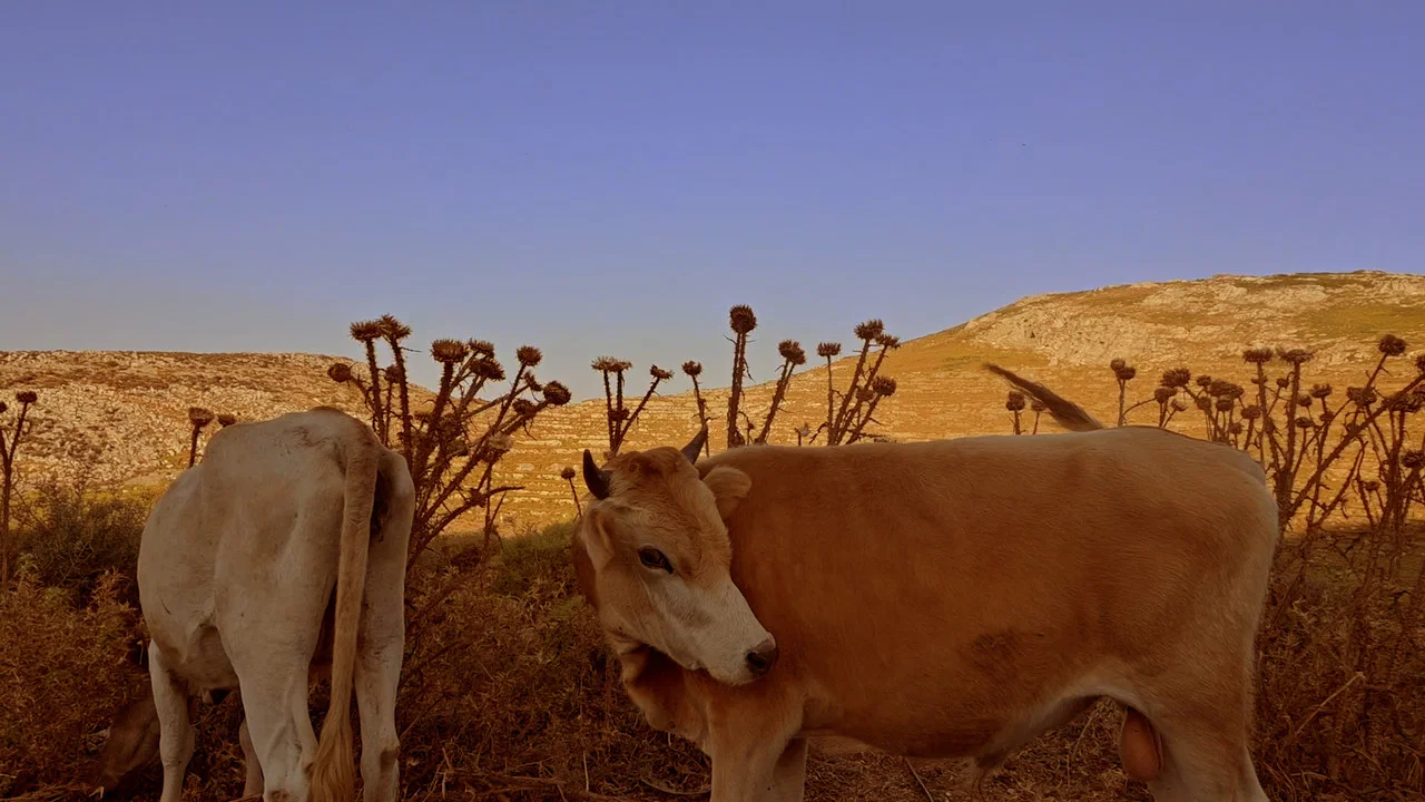 &Tau;&alpha; &Tau;&zeta;&iota;&tau;&zeta;ί&kappa;&iota;&alpha; - 剧照
