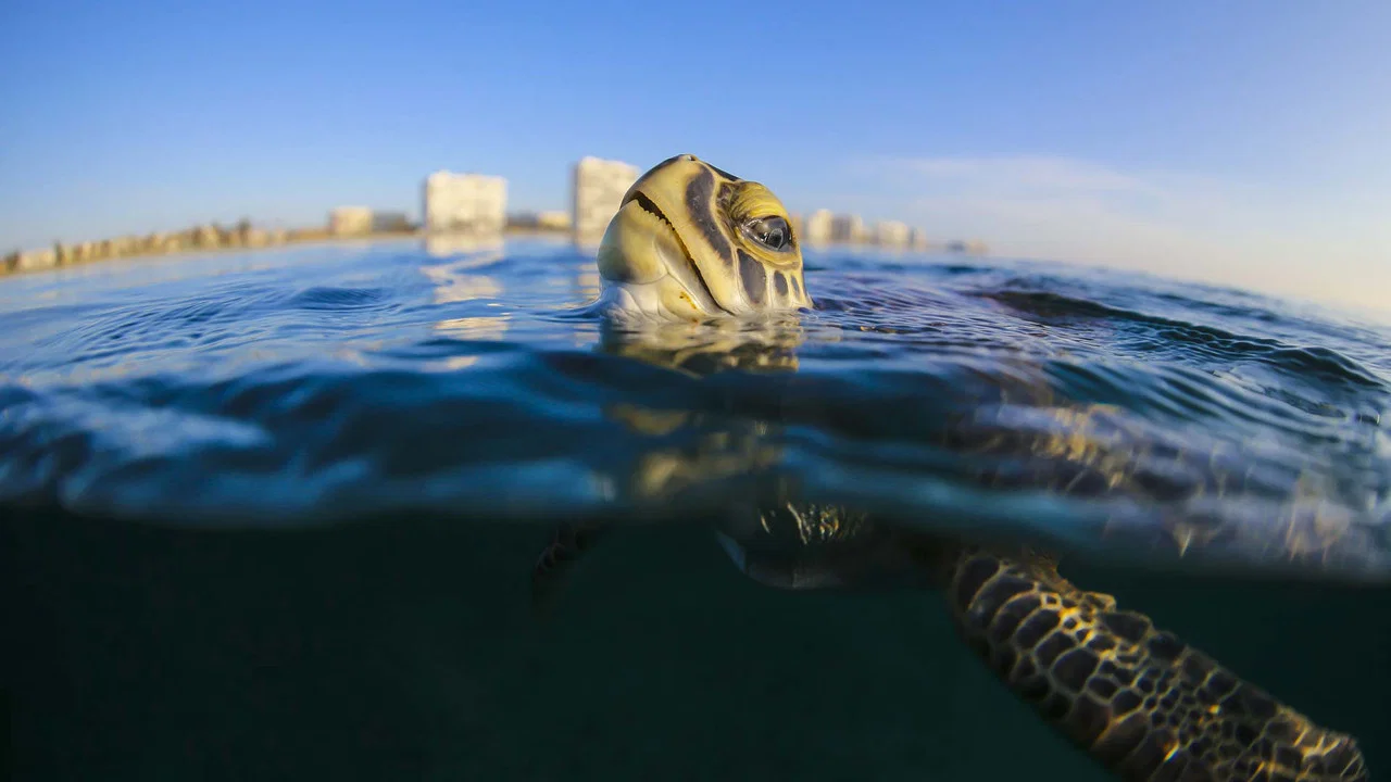 Troubled Waters: A Turtle's Tale - 剧照